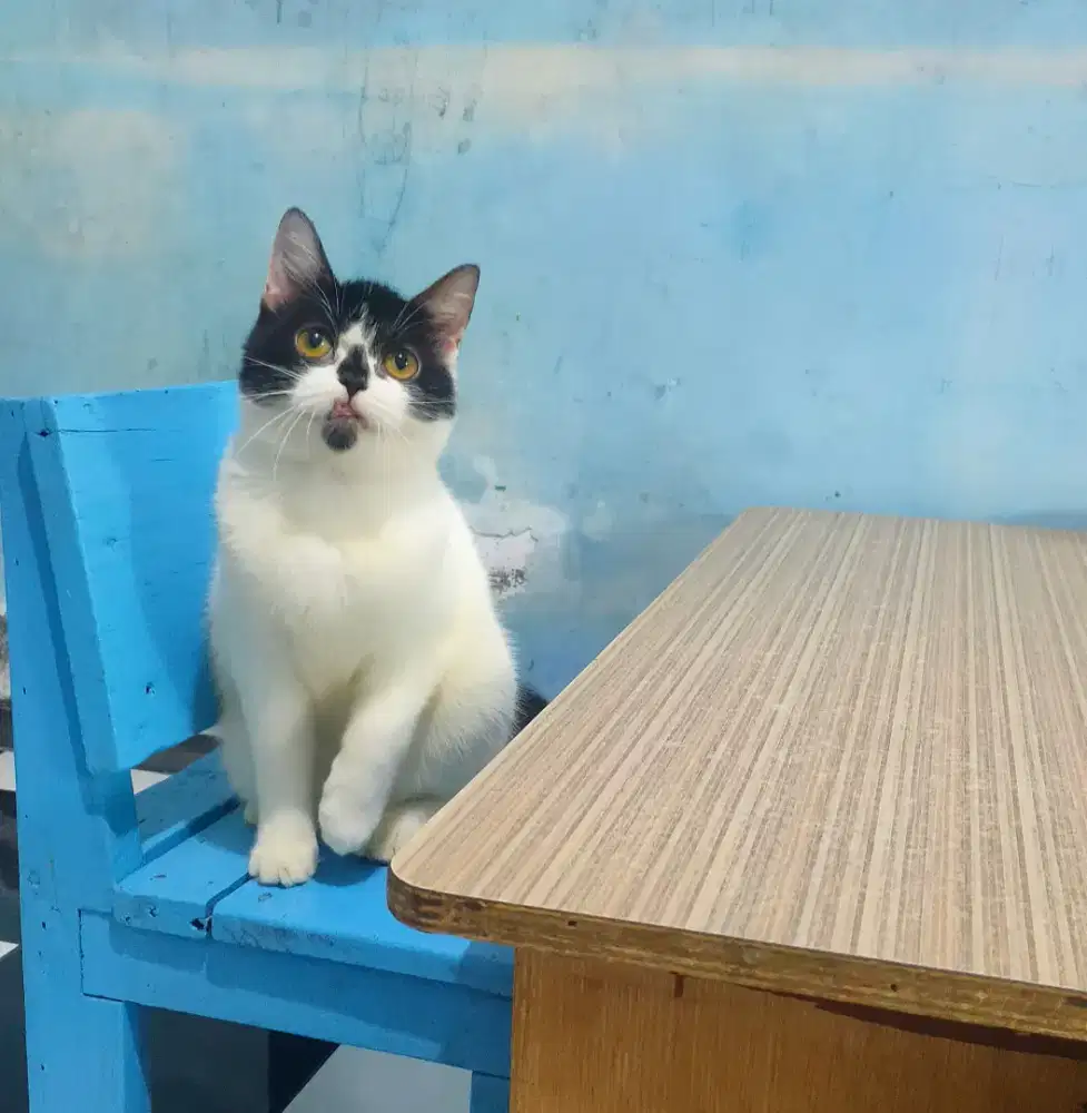 Munchkin NS calon indukan