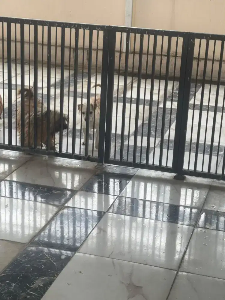 Jual murah aja sehat jinak