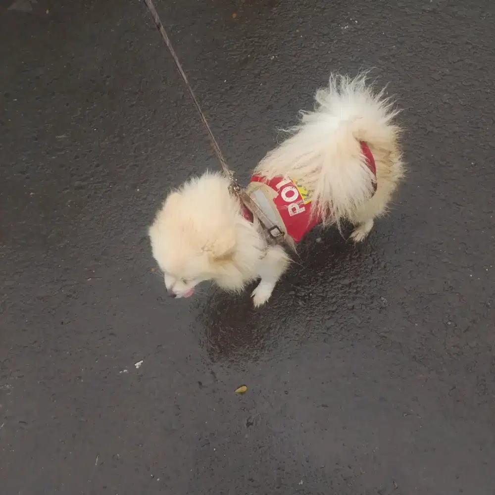 Minipom usia 10 bulan