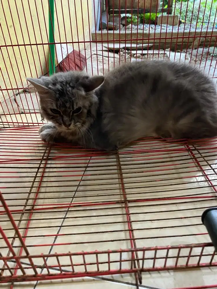 Free adopsi kucing, hanya ganti pakan
