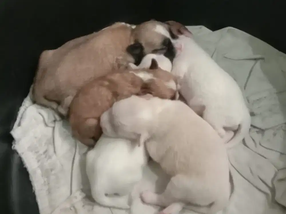 Induk dan Anakan Maltese mix Dom