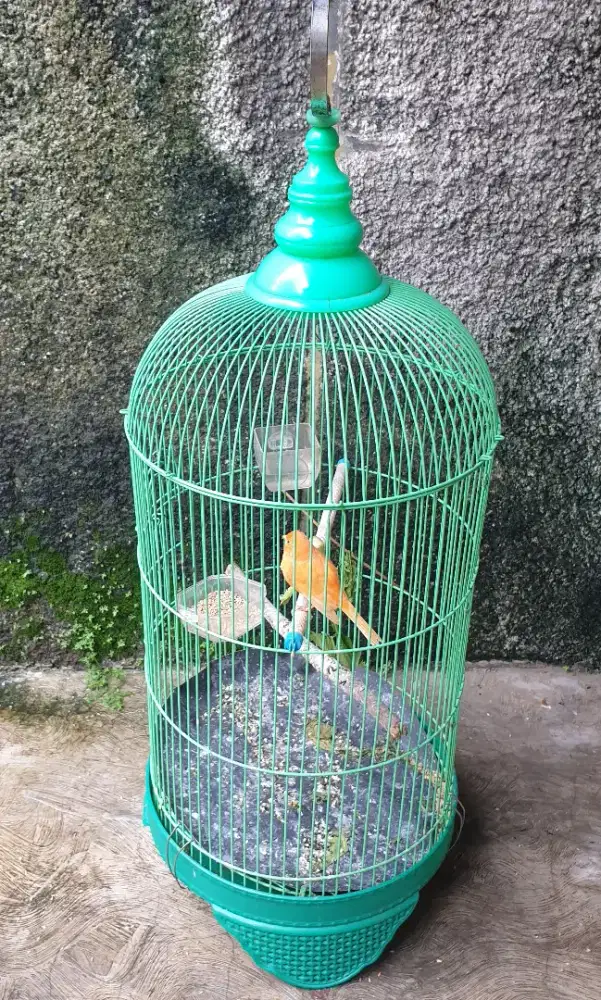 Sangkar besi tebal gk ada minus