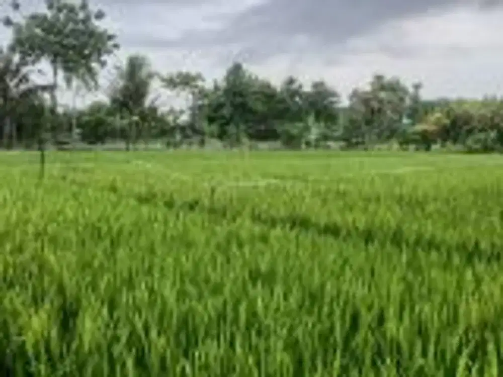 TANAH DIJUAL – KABUPATEN BOGOR  Kode Properti: JTII05-1