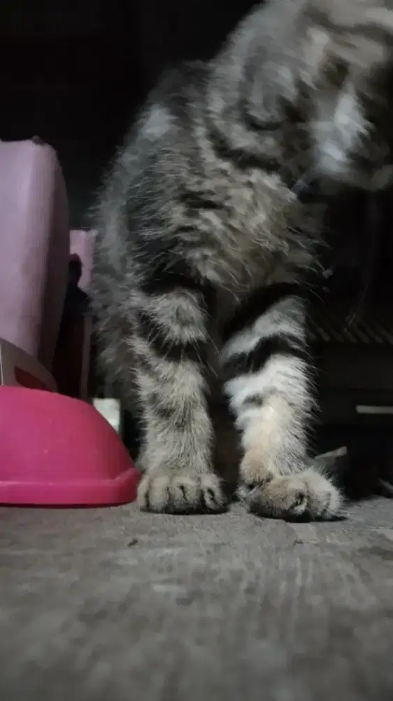 Kitten American Shorthair Betina 2.5nln