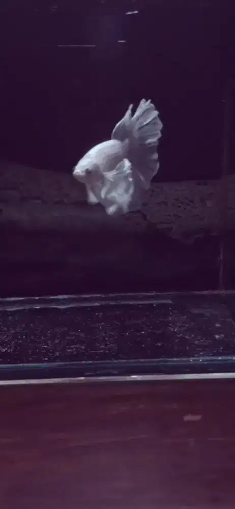 IKAN CUPANG HMDE WHITE PLATINUM