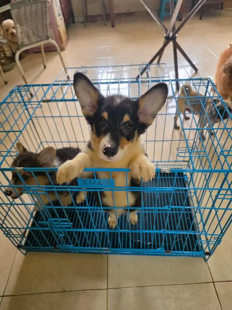 CORGI STAMBUM JANTAN DAN BETINA LUCU GEMBUM 3 BULAN