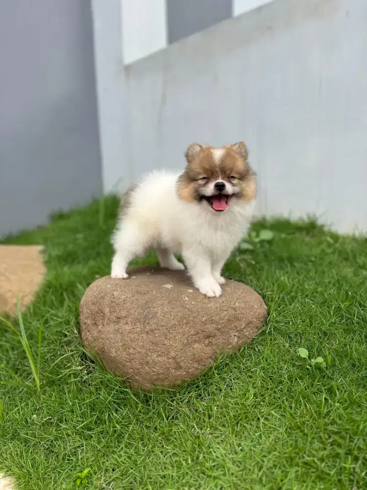 Minipom jantan party kosongan