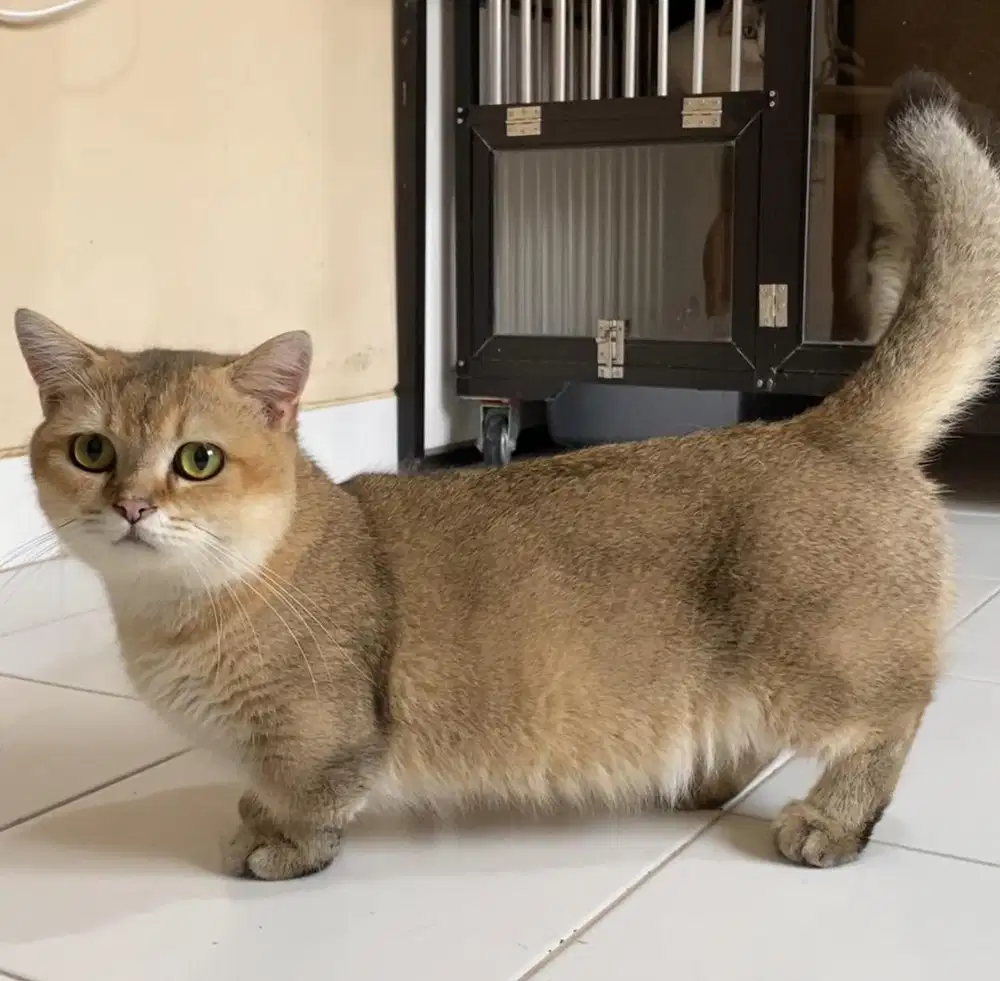 BSH Golden & Blue Solid PED WCF