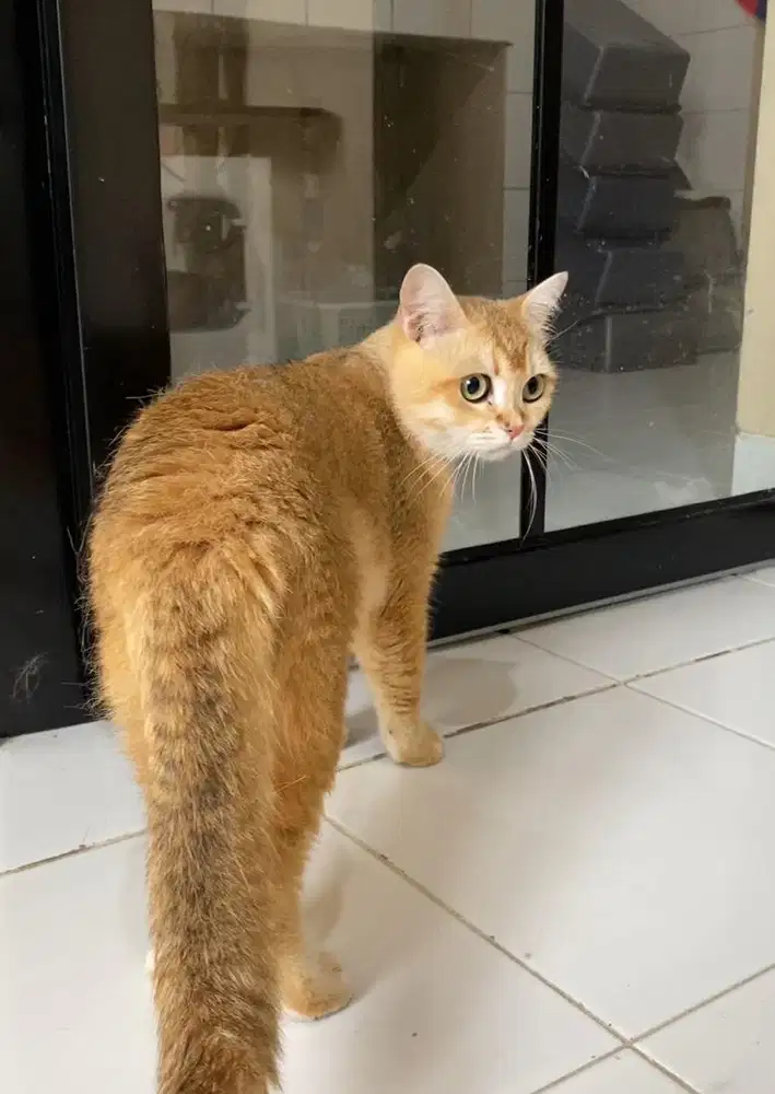 BSH Golden & Blue Solid PED WCF