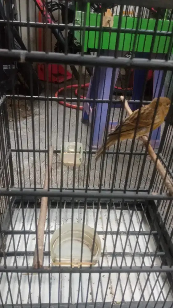 Kenari lokal bon gereja