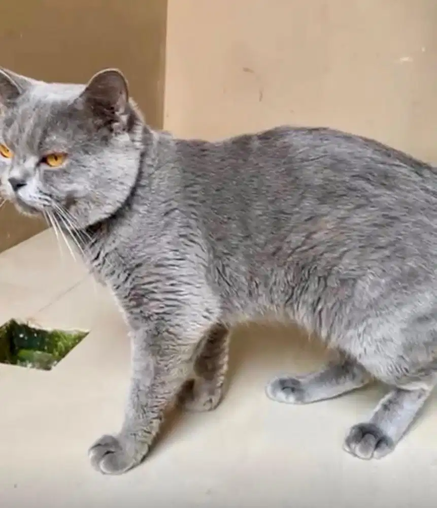 BSH Blue Solid PED WCF