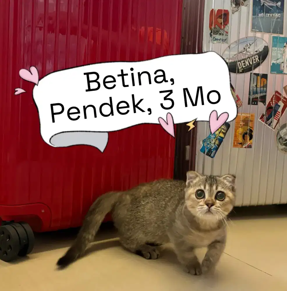 Munchkin Gaelic Betina