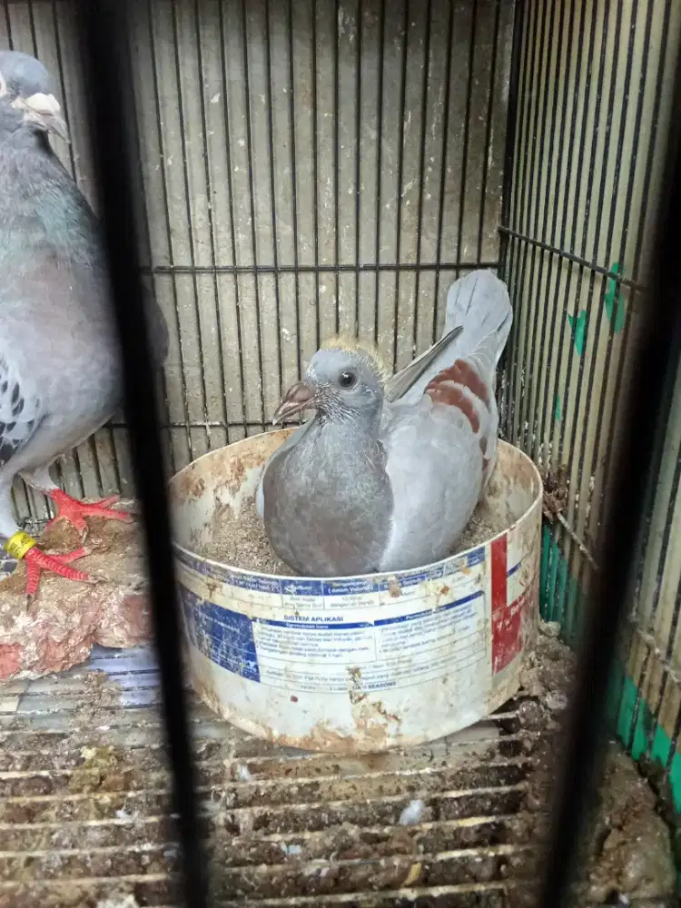 Piyik merpati pos ring LLB