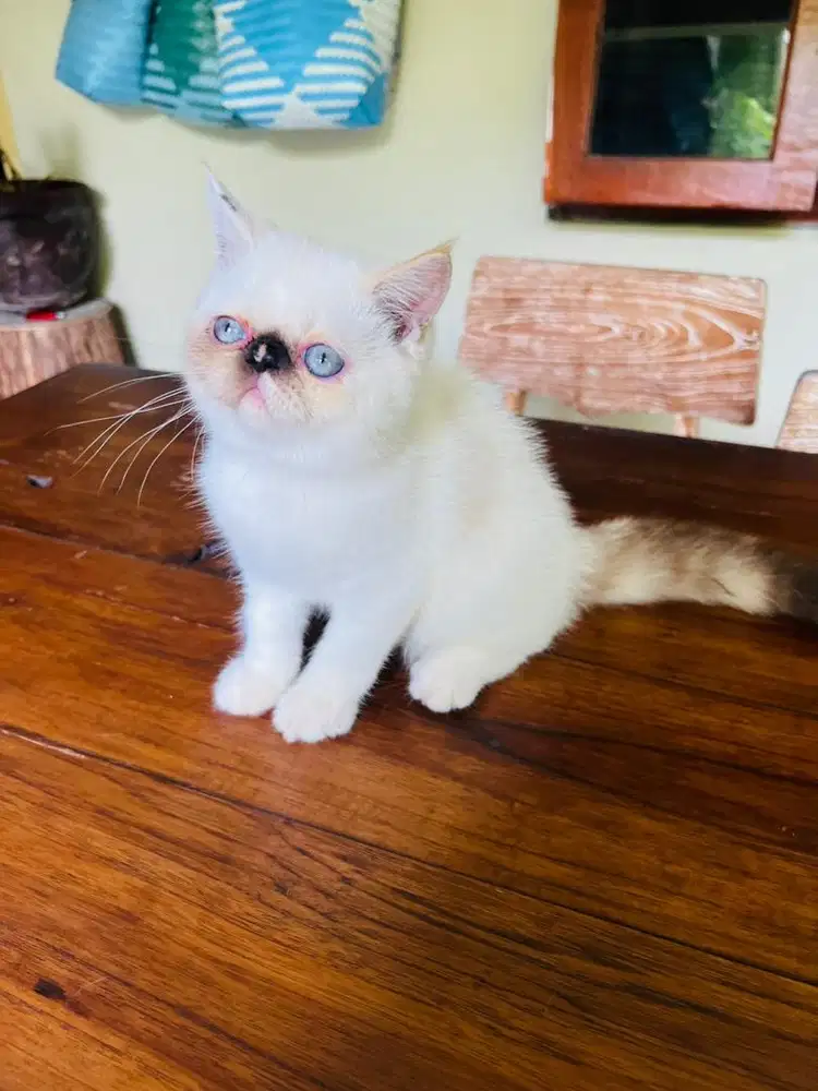 Kitten exo sh betina