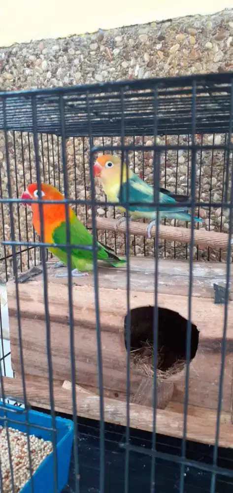 Burung love bird sepasang
