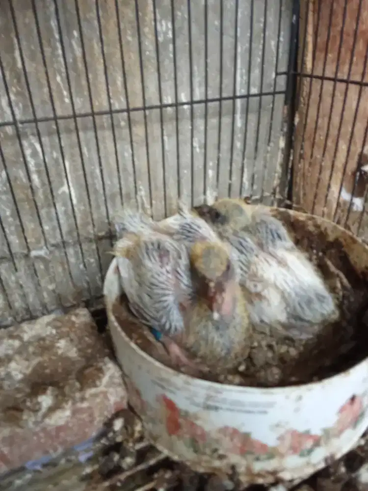 Piyik merpati pos ring LLB