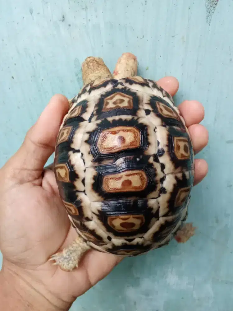 somalia giant pardalis cb