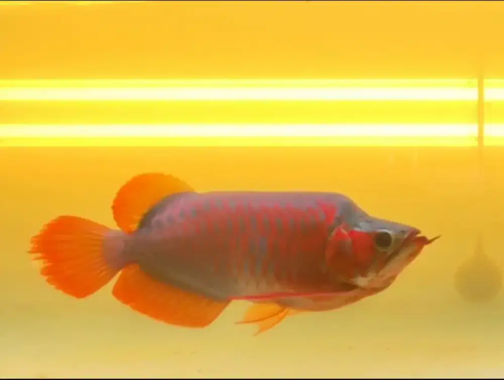 Arowana King size 45cm