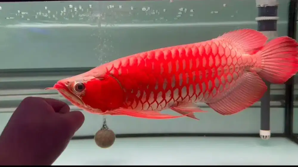 Arowana Super Red size 50cm