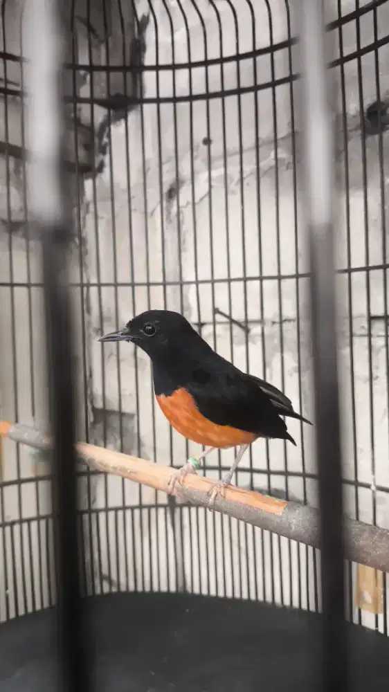 Burung muraiiiiiiiii