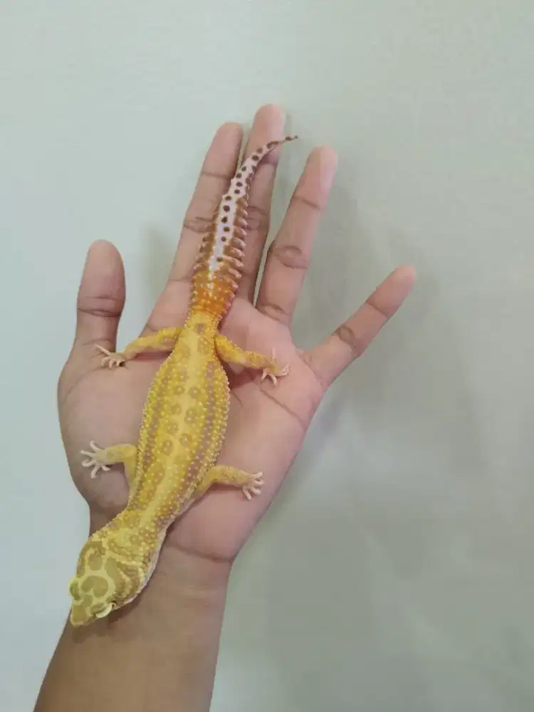 Gecko Female gemoy