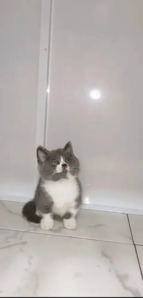 Bsh munchkin 2.5 bln