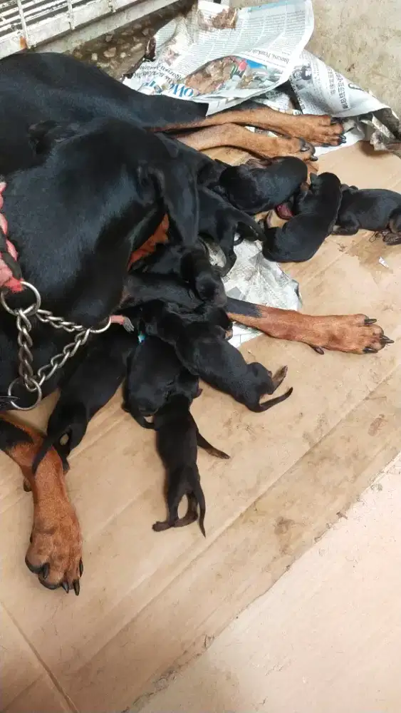 Pupies dobermen betina non stamb