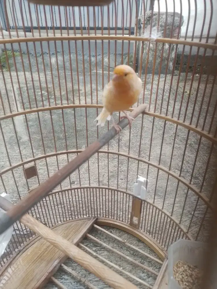 Kenari burja khusus borong