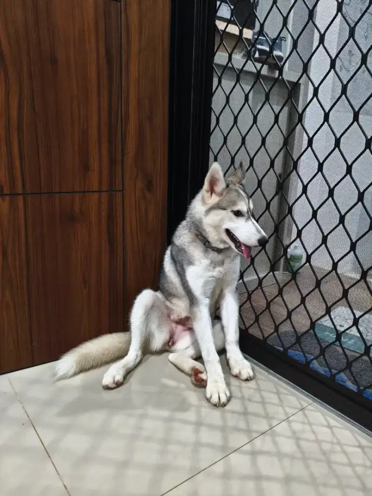 Anak Anjing Husky