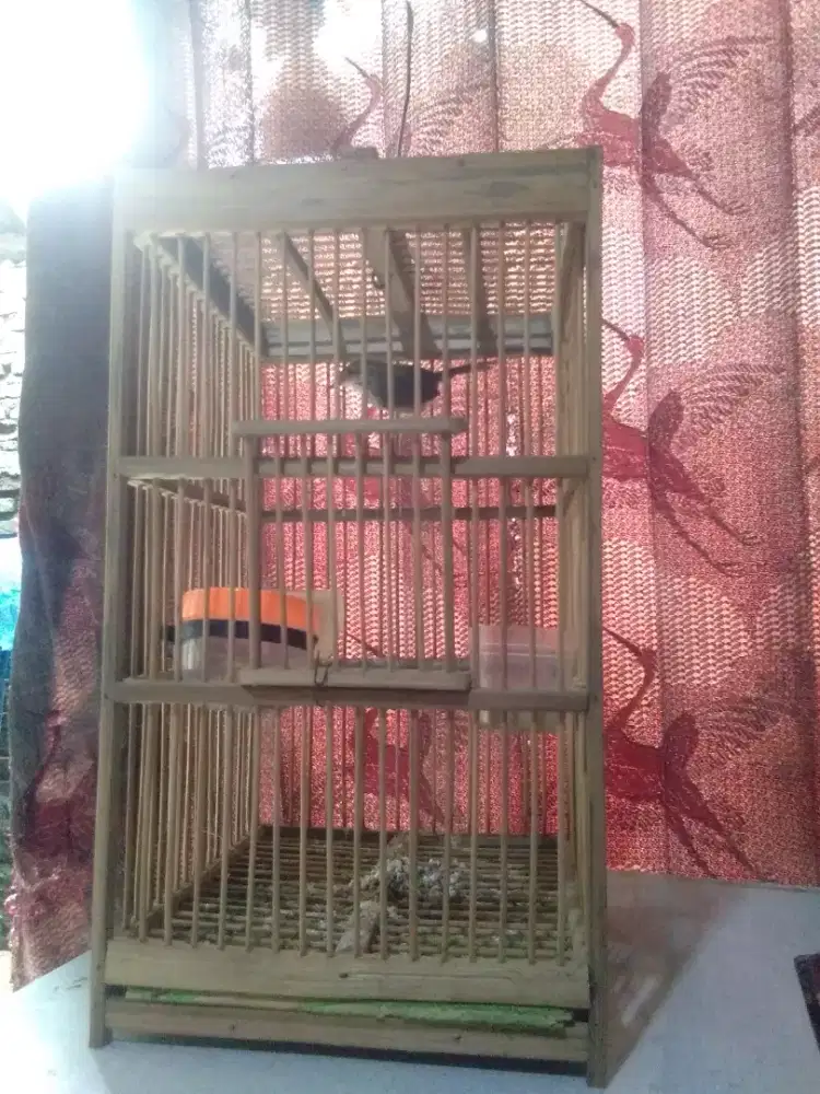 jual burung prenjak fullset