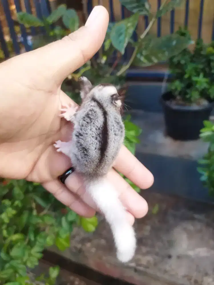 sugar glider mozaic jantan