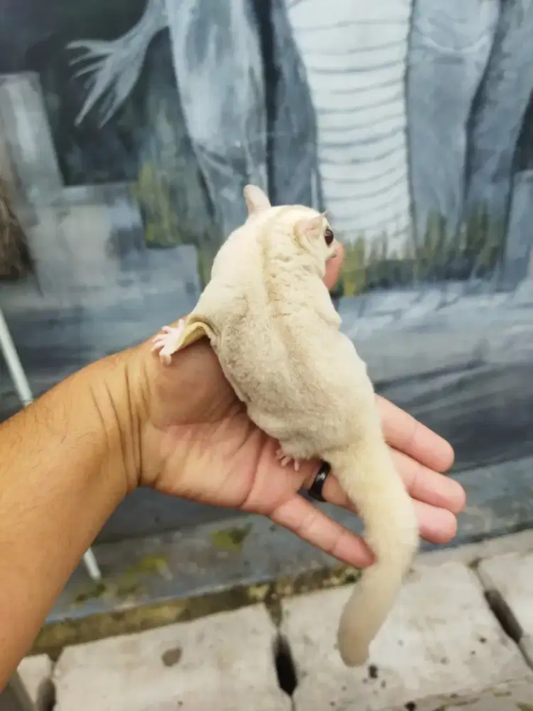 sugar glider creamino jantan
