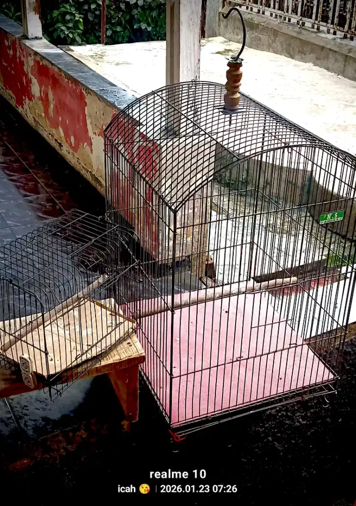 Borongan kandang besi + untulan