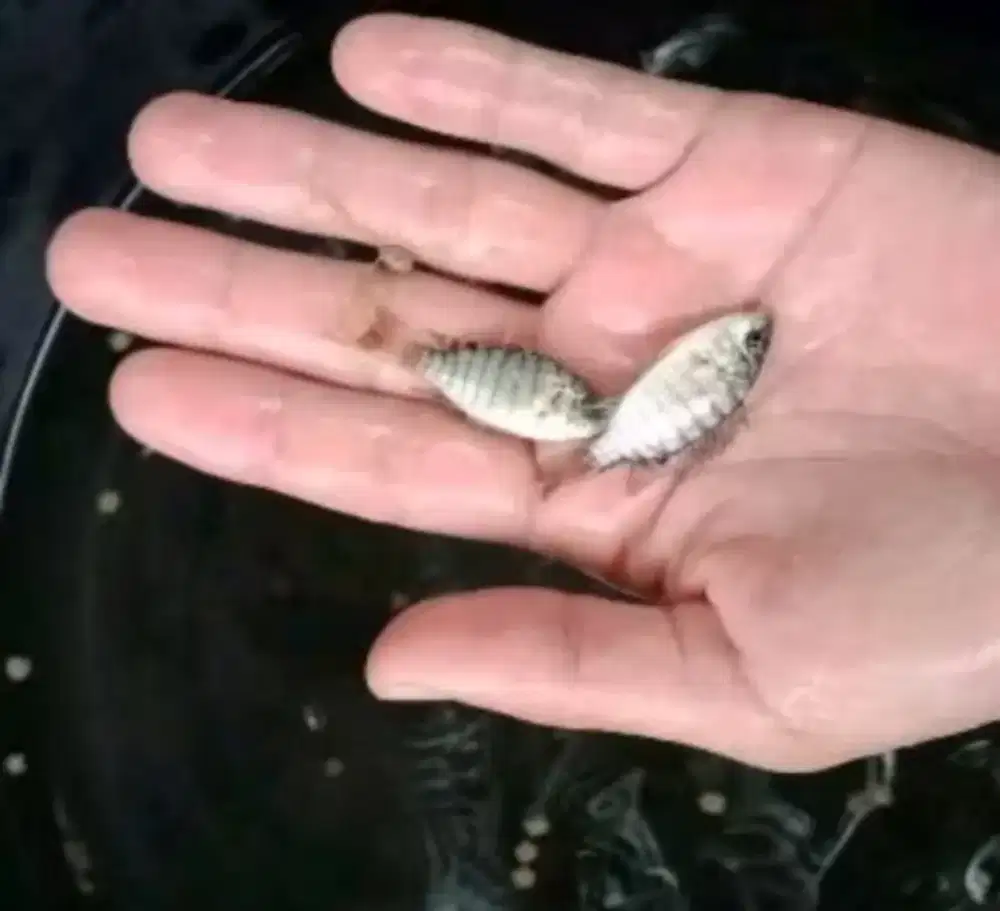 Bibit ikan nila hitam ukir 4-5 cm