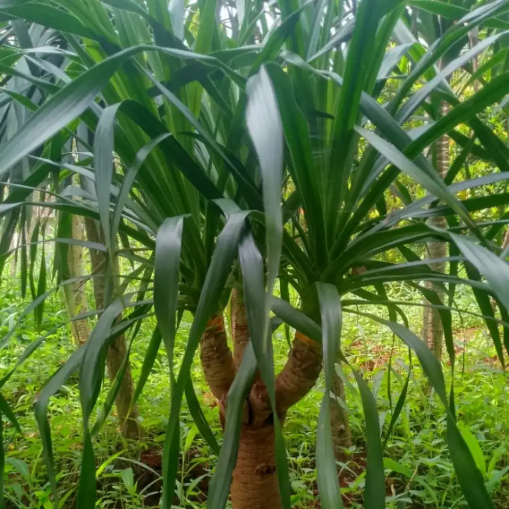 Tanaman hias pandan Bali