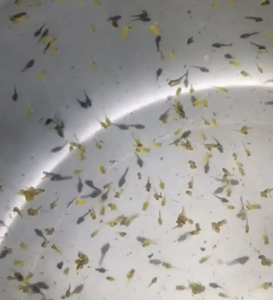 Larva ikan gurame umur 6 hari