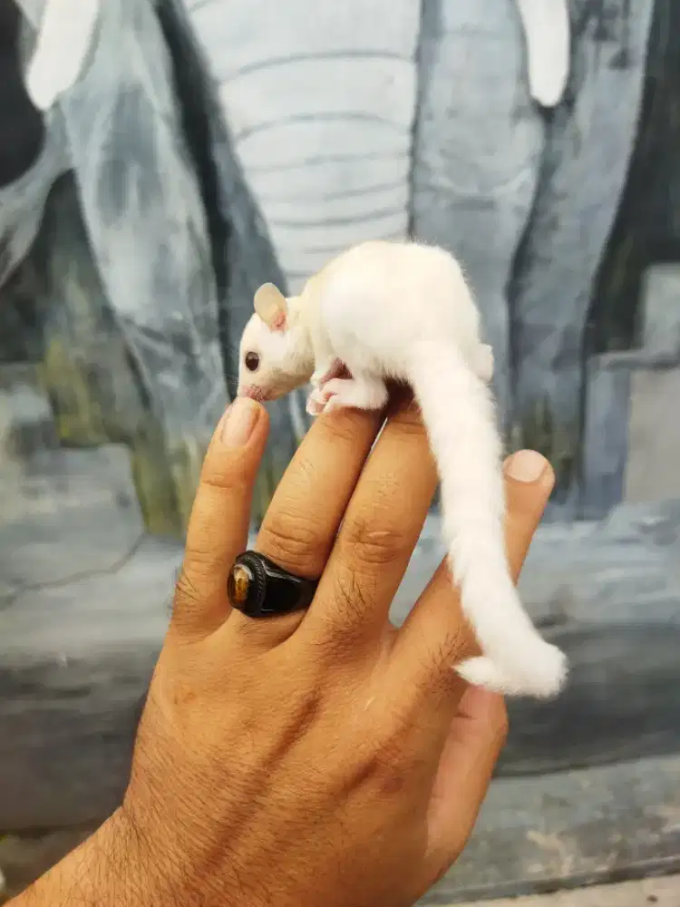 Sugar Glider creamoz jantan