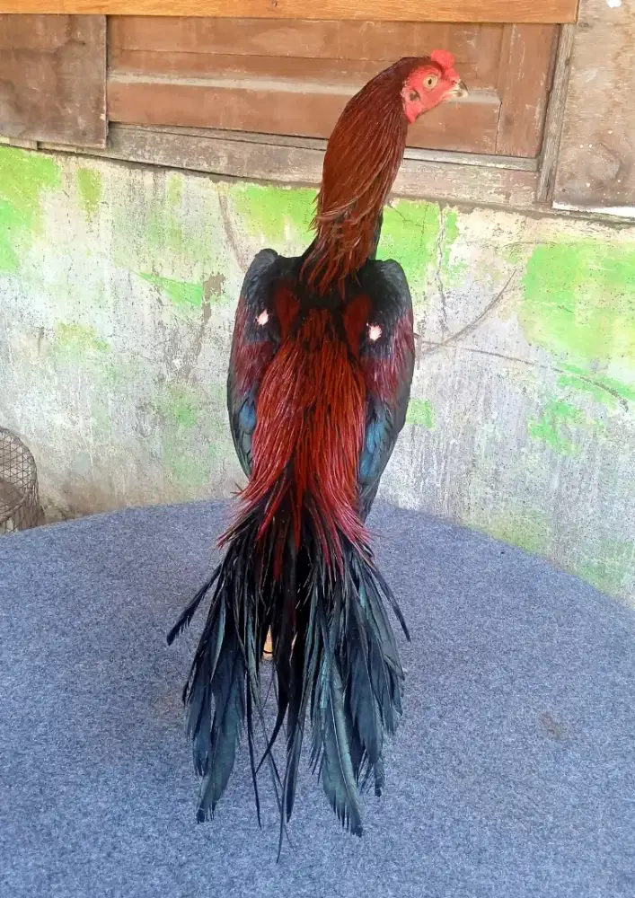 Ayam elid ekor lidi ambyar, berkualitas mewah dan terawat