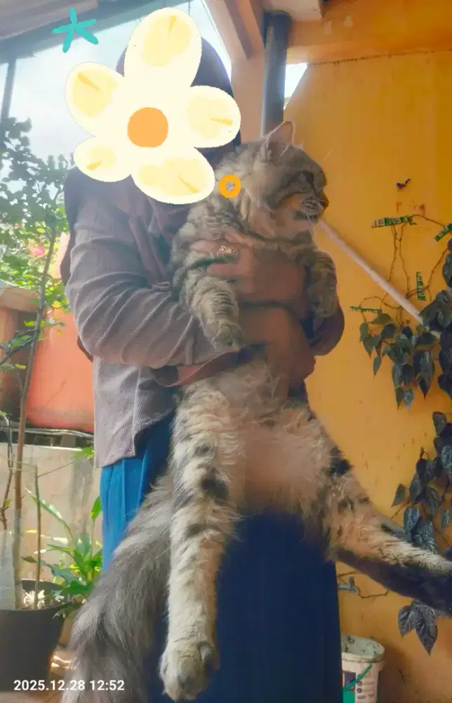 Ras mainecoon mix ( jantan)