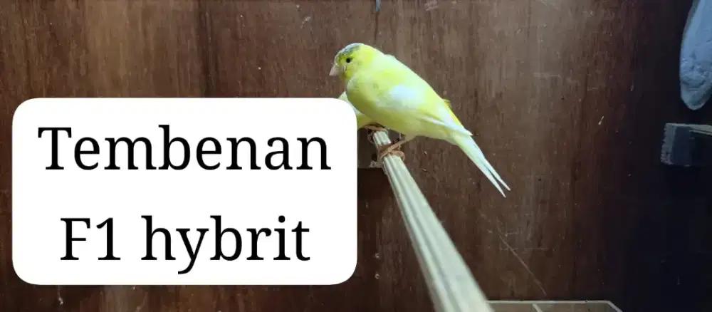 Kenari betina f1 hybrid tembean