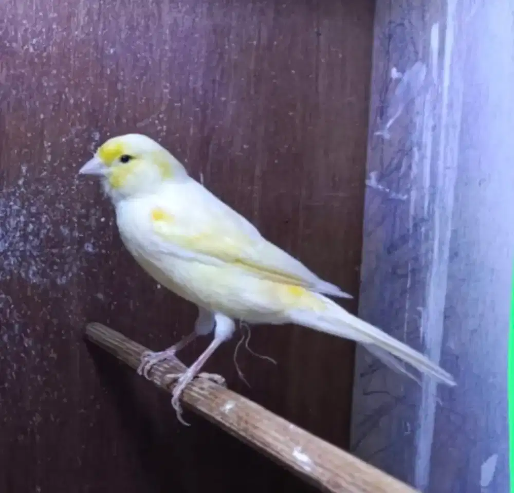 Kenari betina af size jumbo