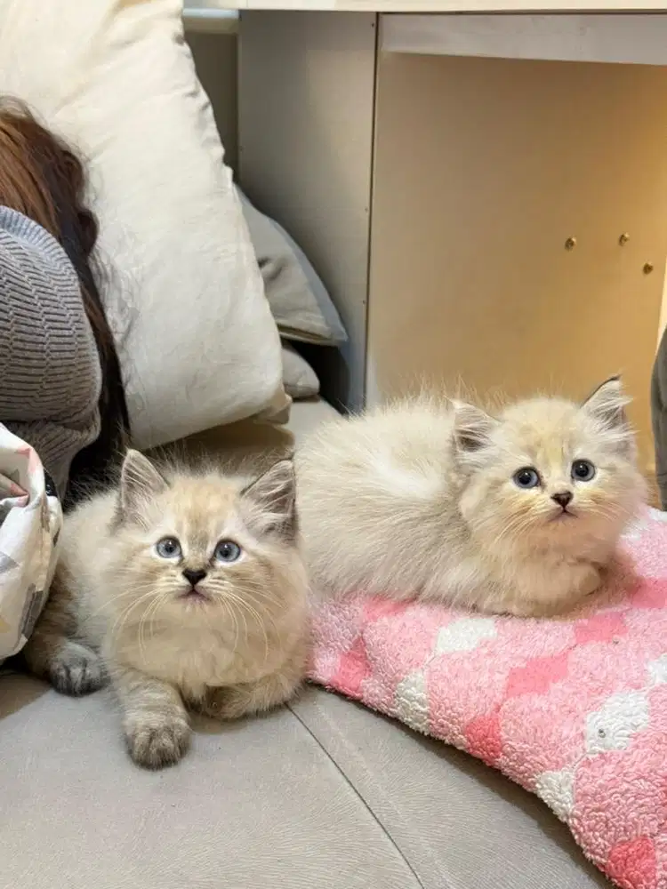 Kucing kitten ras himalaya