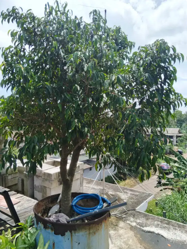 Aneka tanaman bunga untuk taman rumah