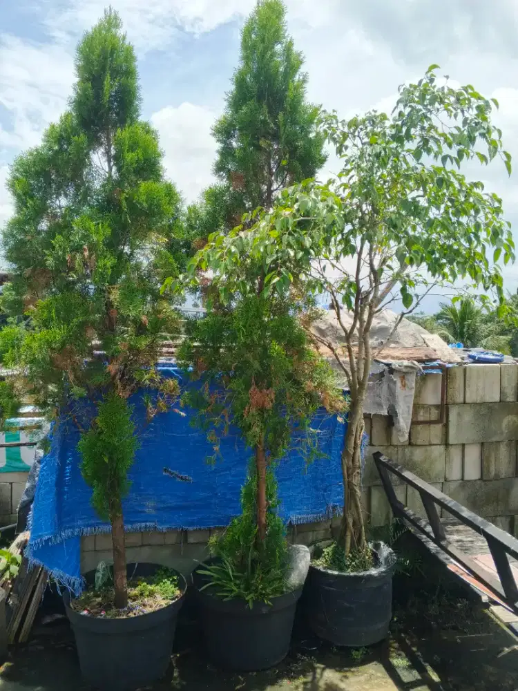 Aneka tanaman bunga untuk taman rumah