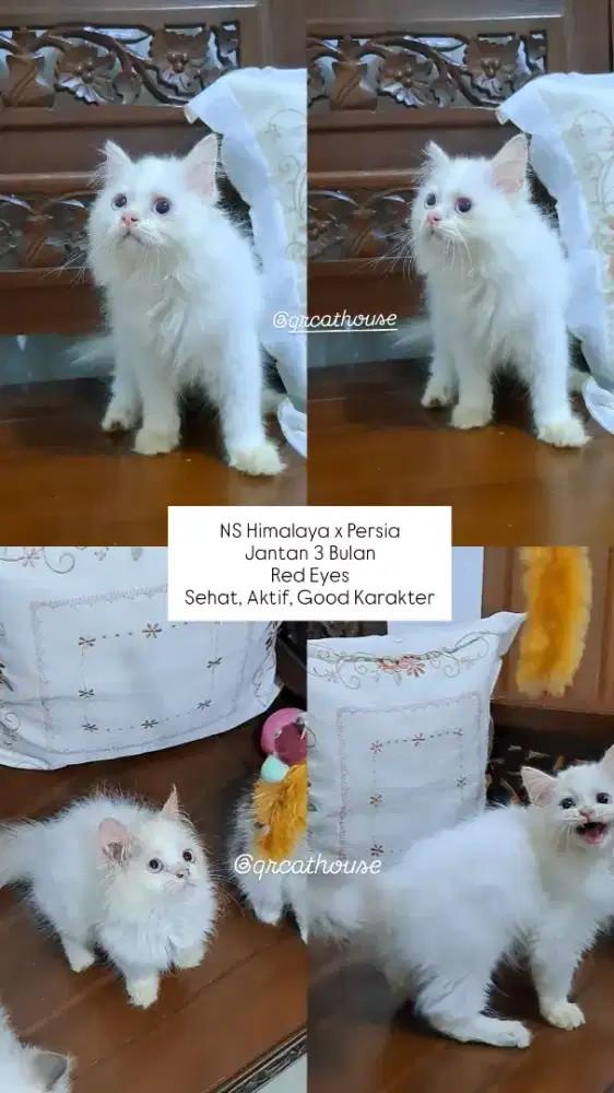 KUCING NS HIMALAYA JANTAN 3 BULAN