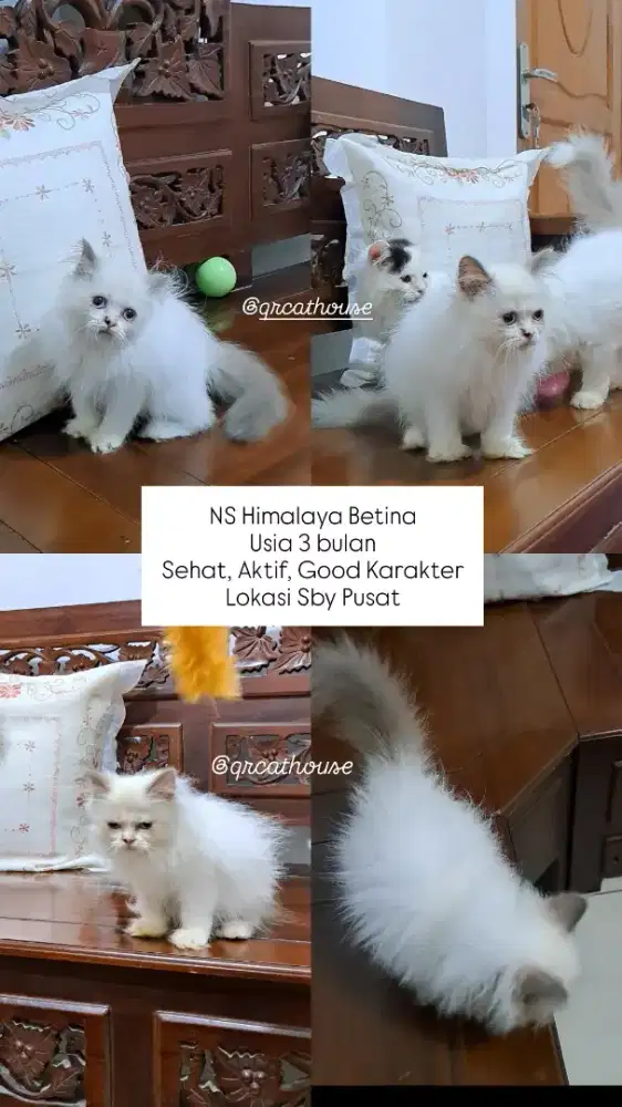 KUCING NS HIMALAYA BETINA 3 BULAN