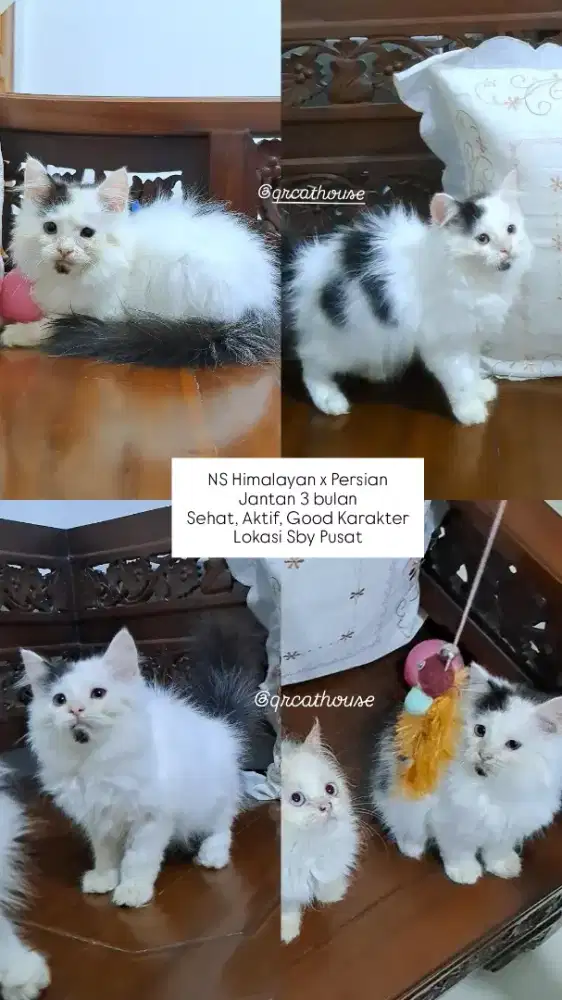 KUCING NS HIMALAYA X PERSIA JANTAN 3 BULAN