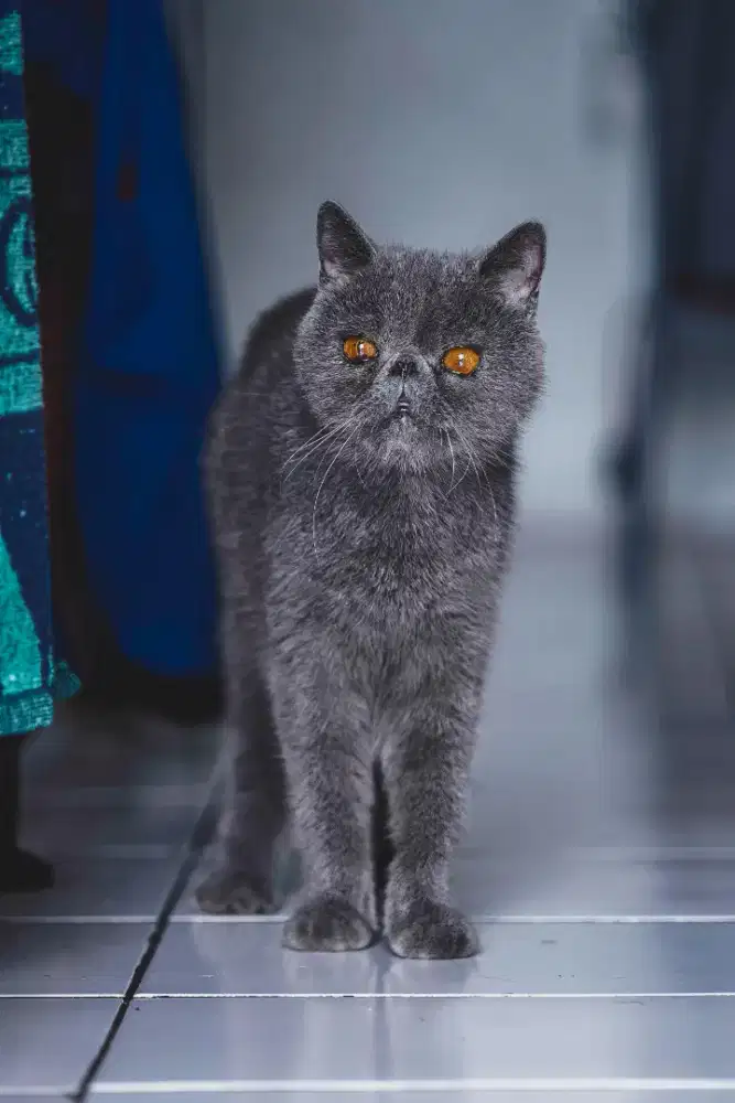 Kucing Persia Exotic Shorthair Blue Betina