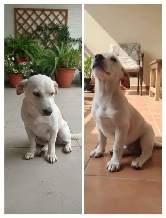 JUAL ANJING PUPPY JACK RUSSELL TERRIER MIX LOKAL, PUTIH