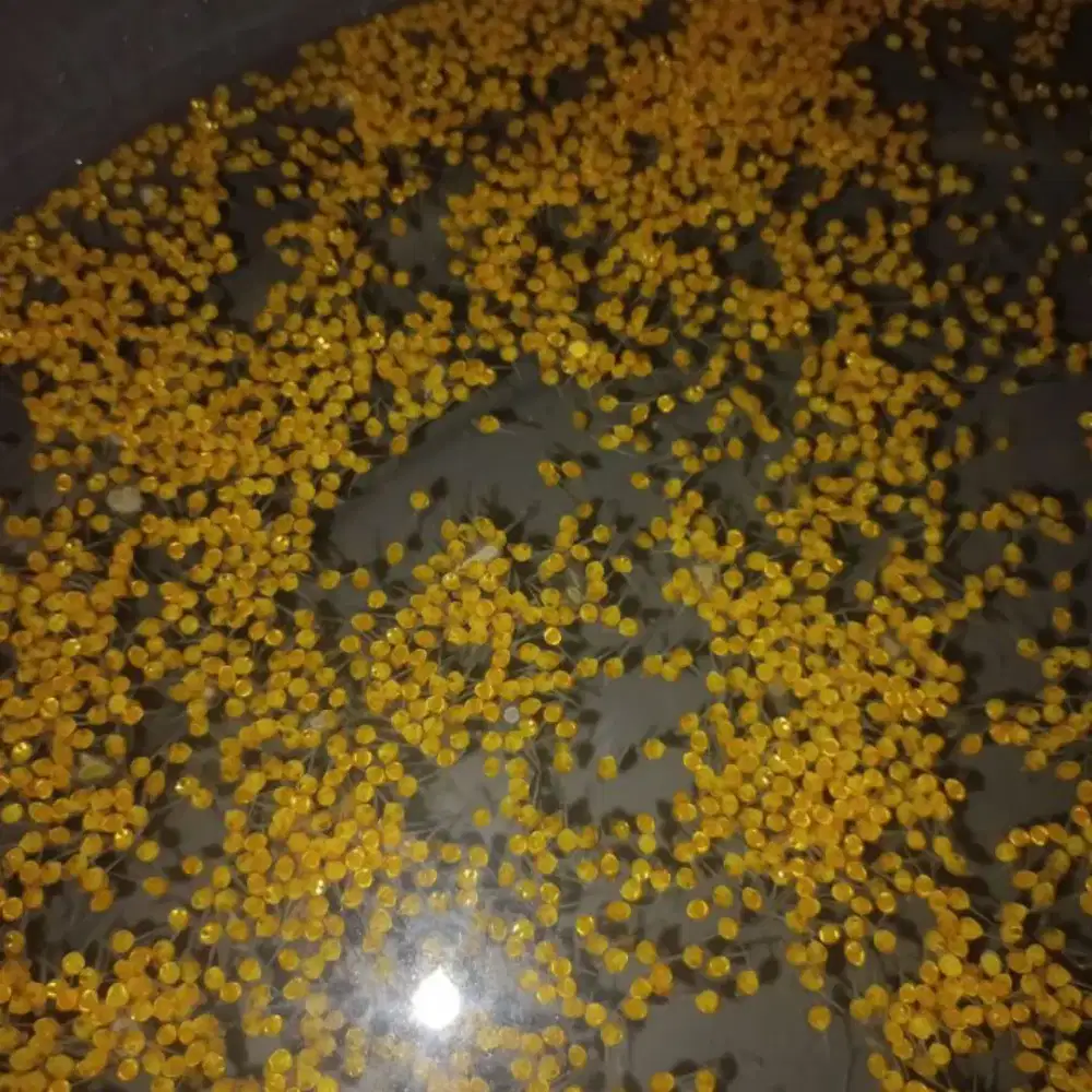 Telur gurame soang minimal order
10.000 butir